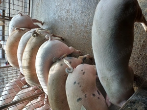 Disponibili 90-100kg rel la tel  - imagine 3