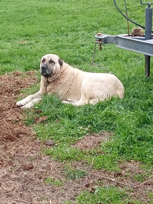 Vând mascul Kangal  - imagine 2 Vând mascul Kangal  - imagine 2