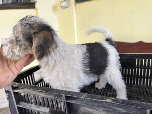 Vând pui  fox terrier cu păr sârmos  - imagine 2