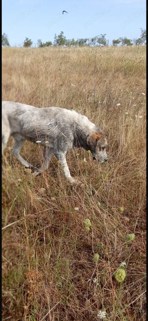 Vând mascul de Asia Centrala