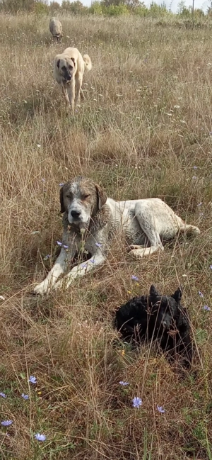 Vând mascul de Asia Centrala - imagine 2 Vând mascul de Asia Centrala - imagine 2