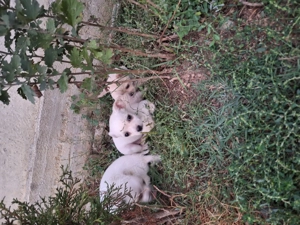 Vând căței  - imagine 2 Vând căței  - imagine 2