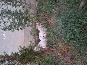 Vând căței  - imagine 3 Vând căței  - imagine 3