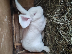 Uriaș german alb și gri