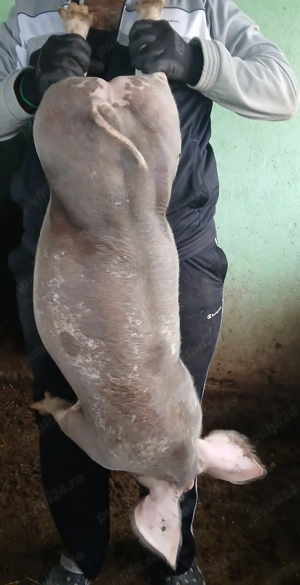 Vând purceii pietran