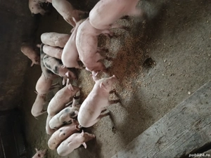 Purcei de vanzare  - imagine 4 Purcei de vanzare  - imagine 4