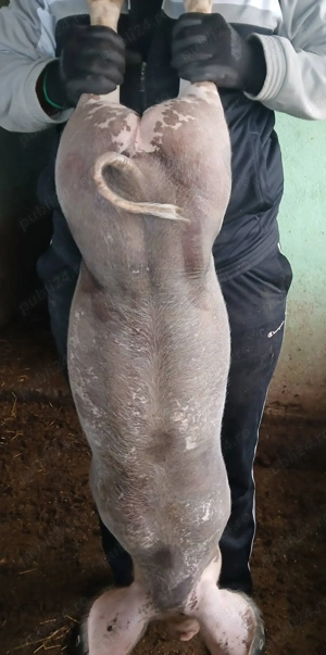 Vând purceii pietran - imagine 2