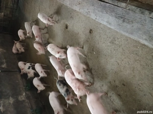 Purcei de vanzare  - imagine 2 Purcei de vanzare  - imagine 2
