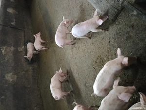 Purcei de vanzare  - imagine 3 Purcei de vanzare  - imagine 3