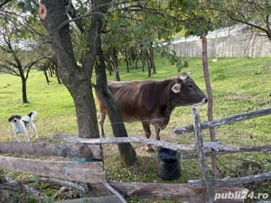 vand vaca cu vițel si iapa 