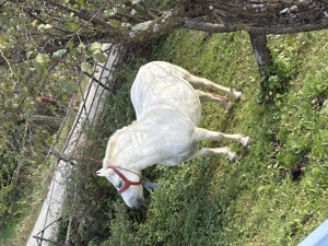 Vând vaca cu vițel și iapă  - imagine 2 Vând vaca cu vițel și iapă  - imagine 2