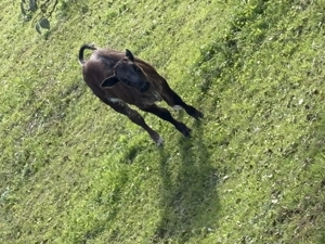 Vând vaca cu vițel și iapă 