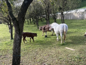 Vând vaca cu vițel și iapă  - imagine 4 Vând vaca cu vițel și iapă  - imagine 4