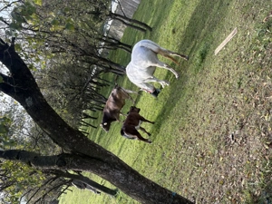 Vând vaca cu vițel și iapă  - imagine 5 Vând vaca cu vițel și iapă  - imagine 5