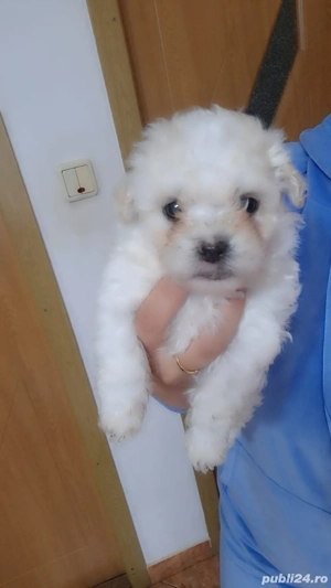 vând caței talie mică Shih Tzu  - imagine 3