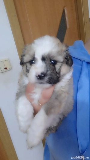 vând caței talie mică Shih Tzu  - imagine 4