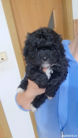 vând caței talie mică Shih Tzu  - imagine 2