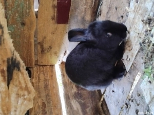 Iepuri berbec - imagine 2