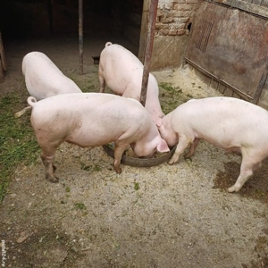 Marele Alb - imagine 3 Marele Alb - imagine 3