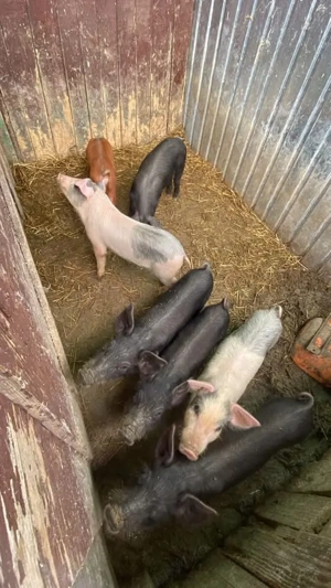 Vand purcei 3 masculi si 4 femele