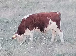 Juninci și tăuraș de vânzare - imagine 3