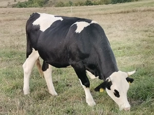 Juninci și tăuraș de vânzare - imagine 2