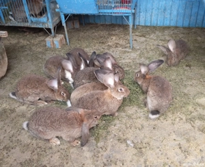 Iepuri 8 luni greutate 5 kg