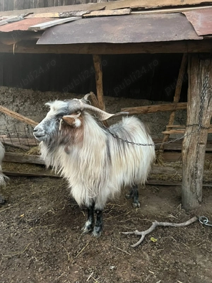 Vand tap francez alpin 