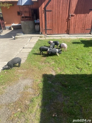 Vand purcei Bazna 6 saptamani  - imagine 5 Vand purcei Bazna 6 saptamani  - imagine 5