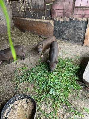 de vanzare purcei metis vietnamezi cu mangalita - imagine 5 de vanzare purcei metis vietnamezi cu mangalita - imagine 5