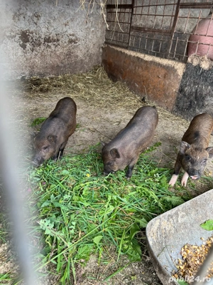 de vanzare purcei metis vietnamezi cu mangalita - imagine 2 de vanzare purcei metis vietnamezi cu mangalita - imagine 2