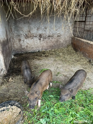 de vanzare purcei metis vietnamezi cu mangalita - imagine 3 de vanzare purcei metis vietnamezi cu mangalita - imagine 3