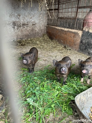 de vanzare purcei metis vietnamezi cu mangalita