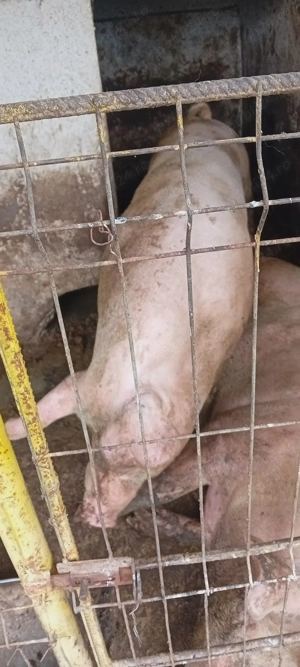 Vând porc 