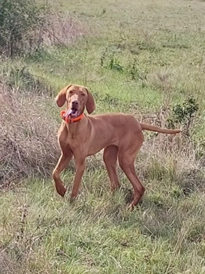 Vizsla maghiara - imagine 2