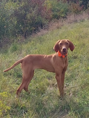Vizsla maghiara - imagine 4