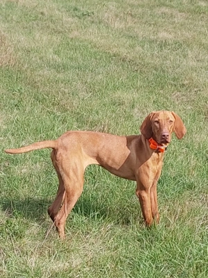 Vizsla maghiara - imagine 5