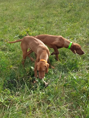 Vizsla maghiara - imagine 3