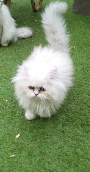 Vand 2 pisicuțe rasa chinchilla - silver shaded 