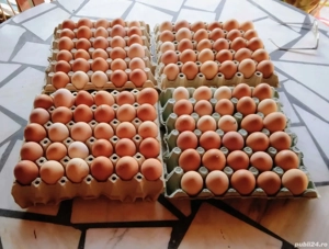 Oua de casa proaspete si naturale la super pret