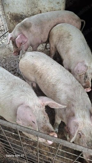 Grăsuni de vânzare  - imagine 4