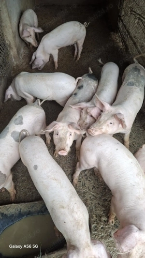 Grăsuni de vânzare  - imagine 3