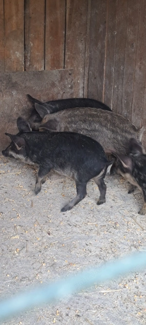 Vând porci mangalita - imagine 2