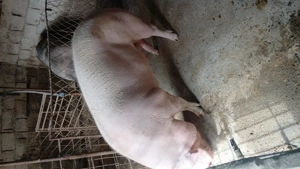 Vând porc marele alb - imagine 3