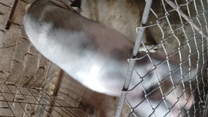 Vând porc marele alb - imagine 2