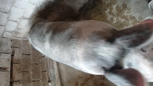 Vând porc marele alb - imagine 4