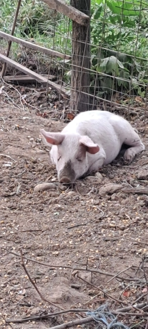 Vând porci magalita cu landras 