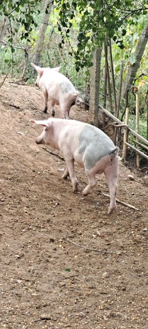 Vând porci magalita cu landras  - imagine 2