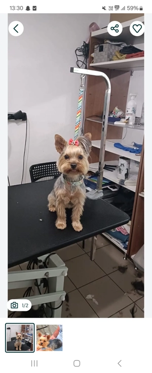 Yorkshire de vanzare  - imagine 2 Yorkshire de vanzare  - imagine 2