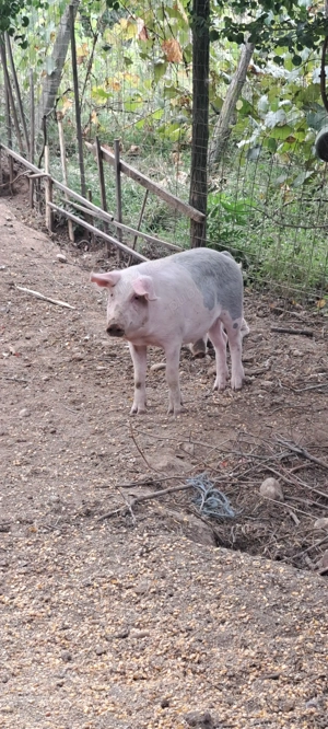 Vând porci magalita cu landras  - imagine 3